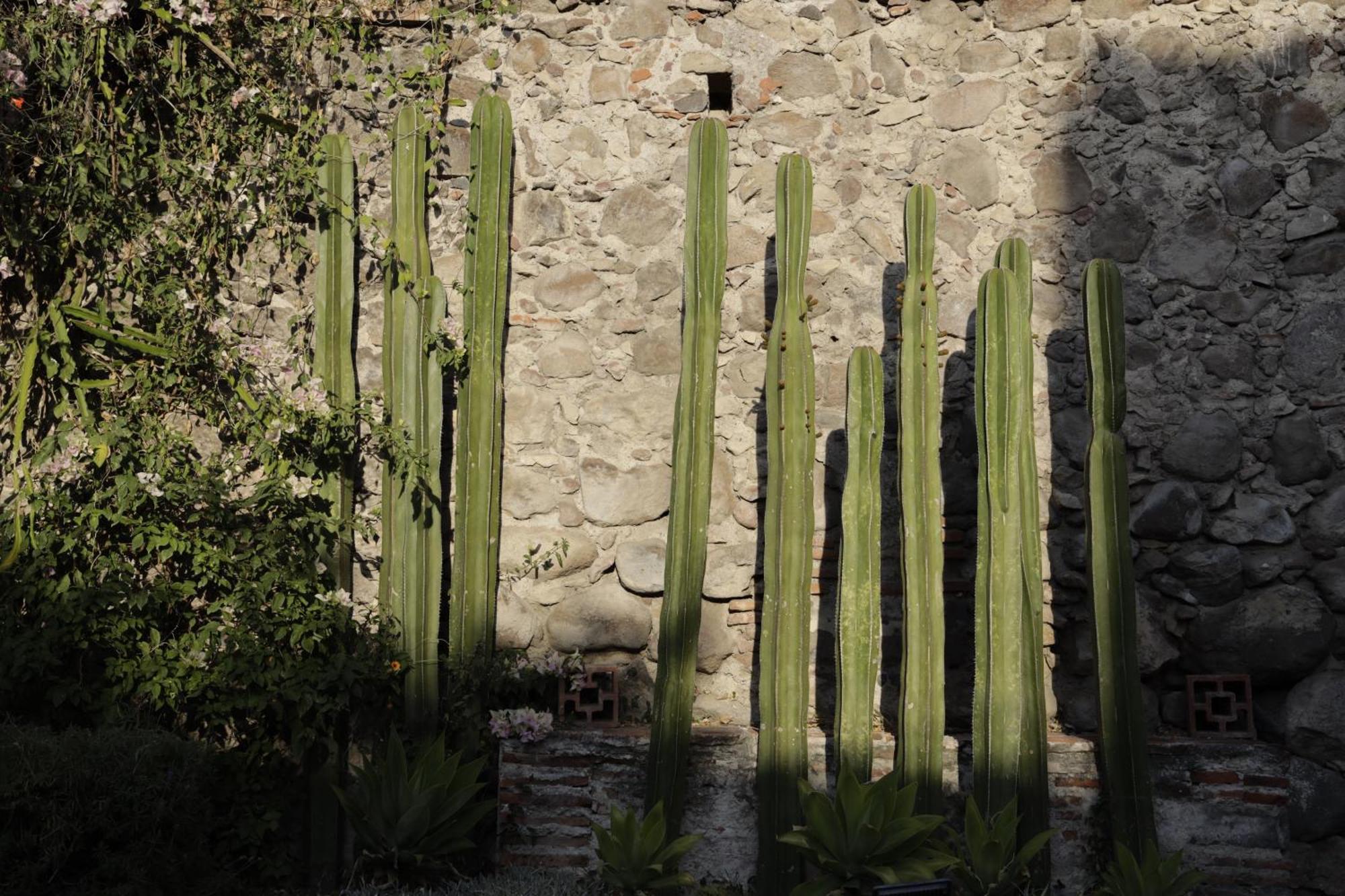 Orchid House San Miguel De Allende Exteriér fotografie