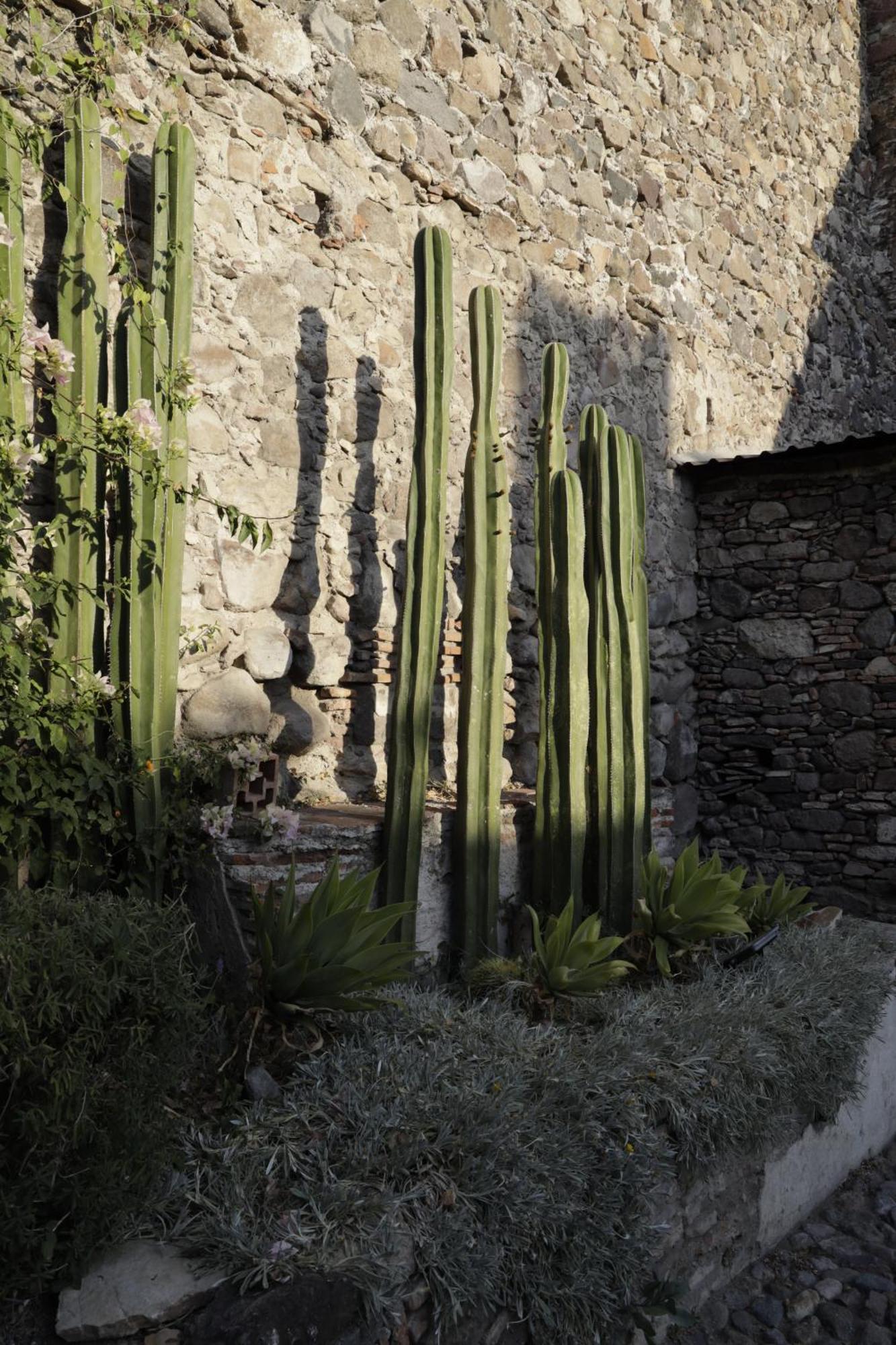 Orchid House San Miguel De Allende Exteriér fotografie
