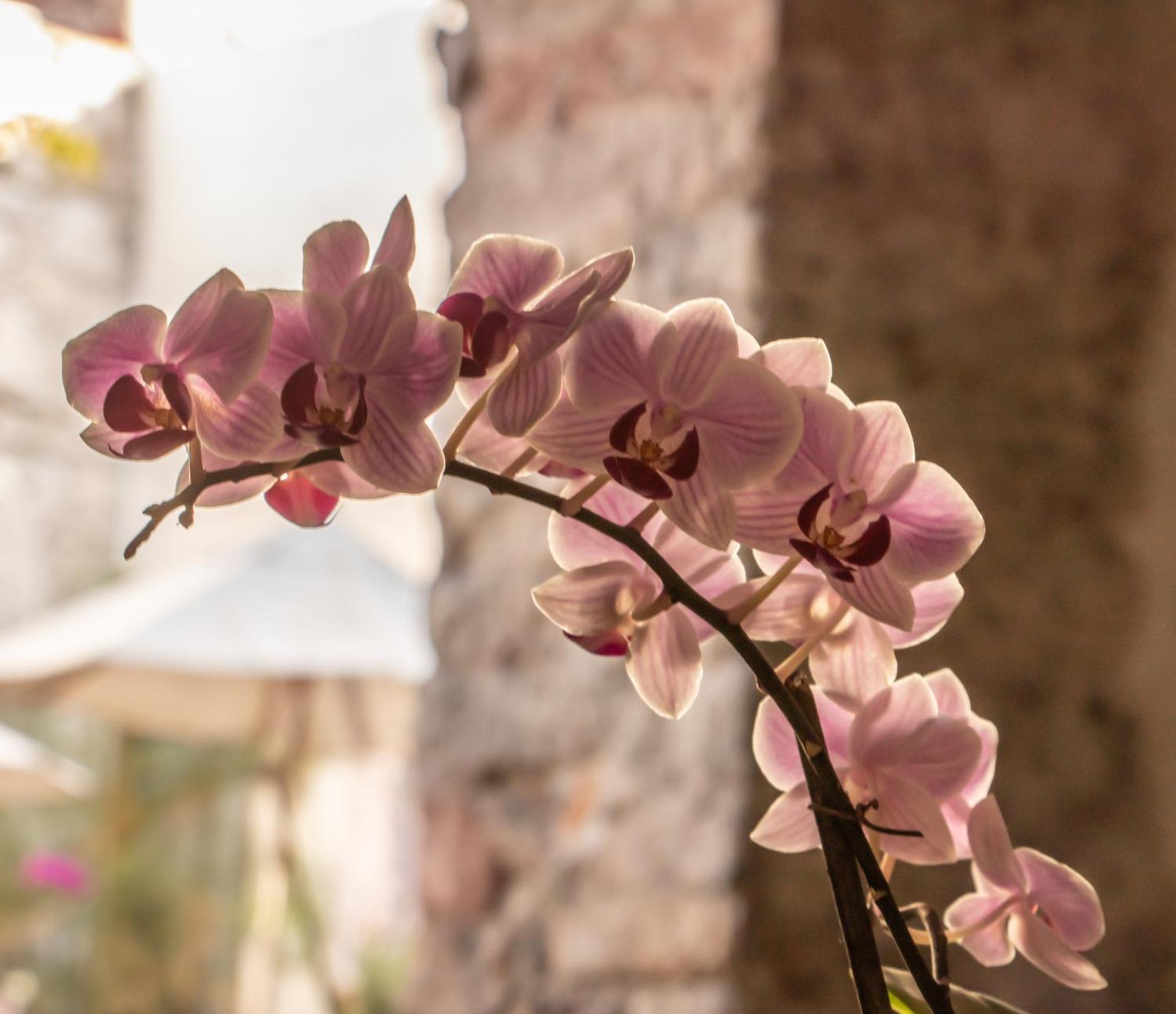 Orchid House San Miguel De Allende Exteriér fotografie